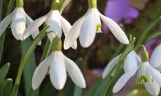 深度解析观音灵签61签的神秘含义及其解签方式