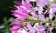 探究观音灵签73签解签的精髓及意义是什么?