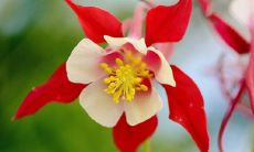 详解观音灵签100签,白话易懂、深入浅出的分析与解读