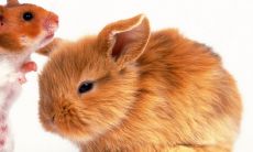 鼠年出生的人,以96年鼠八字为例,命运究竟能如何?