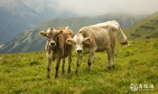 寻找风水宝地:探讨97年属牛的吉凶宅位,为何8楼适宜,而其他楼层应避免?