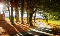 探究2023年哪些属相的人会拥有幸运,而其中属狗人的运势表现尤为稳定