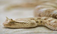 预测2023年属蛇人的命运:将有升职加薪的机遇向您招手!