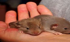 2023年生肖鼠幸运色揭晓:橘红色将为你带来源源不断的好运佳兆!