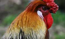 2023年生肖鸡财运跃升,迎来满载丰收的幸福岁月