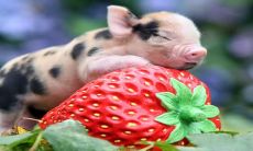 2023年生肖为女猪的人遭遇棘手问题,令人不顺遂