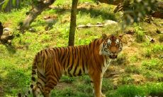 经验分享：根据出生时间，哪些生肖虎在吉时的影响下最佳表现？