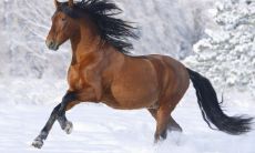 面临复杂局势,预测2023年属马人的运势兼有喜忧参半