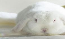 2023年注定逆风逢山,运势不济的生肖包括兔、鸡、龙三大生肖!