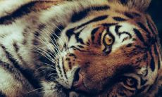 关于梦见老虎十年旺所蕴涵的寓意与深层解读