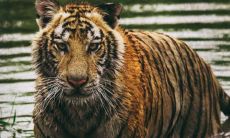 做梦搏斗并杀死老虎,这种梦境可能预示着什么?