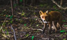 我做梦梦见自己与野狼搏斗，这代表了什么？