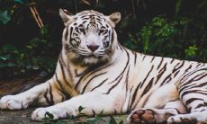 做梦梦见亲戚家养老虎,这个梦境是否具有重要的预兆意义?