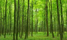 通过手指特征预测命运:揭密手指与命运之间的关系