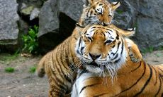 三年旺，见虎穷：一个关于梦虎的寓言故事，有什么深刻的寓意和启示？