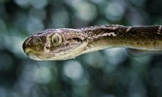 当梦中蛇与自己距离非常近时,所表达的恐惧情感是什么的心理分析?