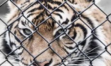 深度解析梦境:当你在梦里感到害怕并寻找避难所来躲避老虎,这象征着什么?