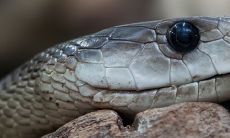 做梦梦见蛇会怀孕是真实的吗?这意味着什么类型的先兆?