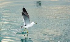 为什么老人坚持家里不宜养鸽子?探究鸽子在风水中的象征意义和影响