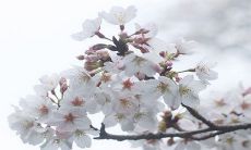 如何迎接2023年正月初五的菩萨生日以及应对大年初五的财神到来？