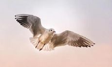 晚上突然出现的猫头鹰飞进家门,是否会带来什么不祥的预兆?揭秘猫头鹰进宅的吉凶祸福含义!