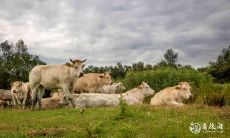 二月出生的牛男生肖运势如何？属牛男人最佳出生月份是哪个月份？