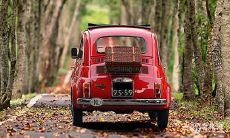 晚间驾车时发生野兔遇难情况如何应对及避免:遇到撞击野兔的情况应注意什么,怎样妥善处理