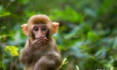 探寻二月猴男的命运奥秘:出生在二月哪一天最有利?