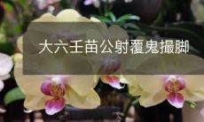 用大六壬占卜,苗公射倒鬼撮脚:一段神秘传说的探秘与解析