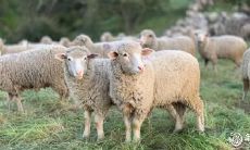 羊的合作对象是谁?哪个属相是属羊最好的优势合作伙伴?