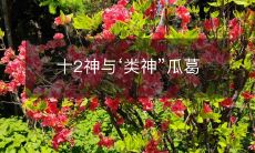 十2个神灵与被称作“类神”的概念之间的关系是什么?