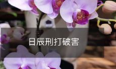 纯绿园林日辰刑计划成功打破害害虫侵袭，为城市建设保驾护航