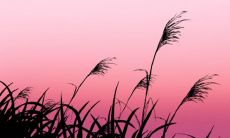 在正月初一偷青的行为中越受到骂声，越能让偷青者变得更为精明狡猾