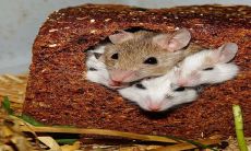 2023年将迎来喜结连连的生肖，鼠年属相的人将有着极高的脱单机率！