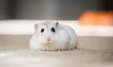 属鼠的人可以养哪些品种的猫咪?哪些宠物是属鼠最好别碰的?