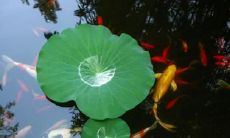 期运气不佳怎么破?掌握最狠最快的晦气祛除方法!