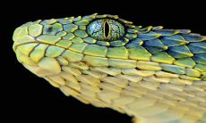 在2023年成功复合的生肖群体中,显然拥有重视感情态度的生肖蛇成为了其中的佼佼者