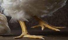 2023年红鸾天喜预示着生肖鸡在感情方面将迎来顺风顺水的美好运势