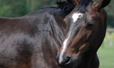 揭秘2023年十二生肖中最惨的女性命运:属马者与属鸡者蒙受不幸!