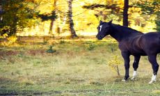 在2023年的生肖马中,如何注意身体健康并采用有效的方法来化解可能出现的问题?