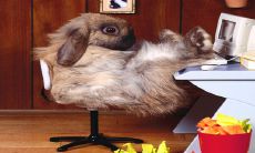 2023年将迎来犯太岁的4大生肖:本命年为兔的人该如何化解?