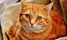 拥有宠物猫会影响命运?揭秘何种人在本命年养猫会招来厄运!