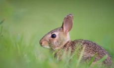 99年属兔者居住的楼层数问题:哪个楼层最合适?属兔人需要避免哪些楼层?