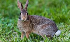 属兔人在99年买房时应当考虑何种楼层，而对于带有兔相的房屋购买，住房顾虑也应该随之考虑到