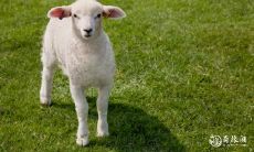 究竟是哪些人会选择佩戴马吊坠?戴上马的神秘寓意到底是什么?——解读佩戴马吊坠的人群特征及象征意义