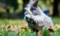 住在哪一楼对不同年份属兔的人最为适合？以99年出生的属兔来说，住在七楼是否一个好的选择？