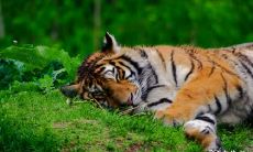 98年生肖属虎者:哪个楼层住得最好?哪个楼层应该避免?