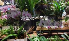 揭秘中国古代占卜法——六壬秘术历史和应用全面分析