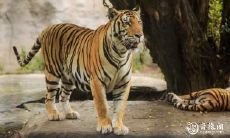 属虎人士住房层数的风水禁忌:最佳楼层与应避免层高的建议