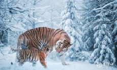 98年生肖属虎的人,住在东户还是西户更有利?这里为您详细解析吉利楼层!